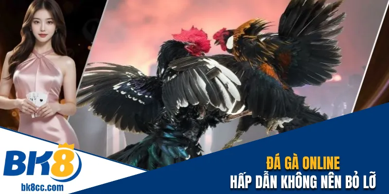 Đá gà online hấp dẫn không nên bỏ lỡ