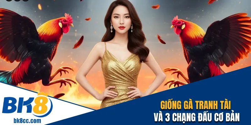 Giống gà tranh tài và 3 chạng đấu cơ bản
