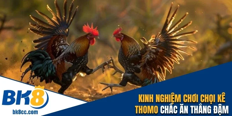 Kinh nghiệm chơi chọi kê Thomo chắc ăn thắng đậm