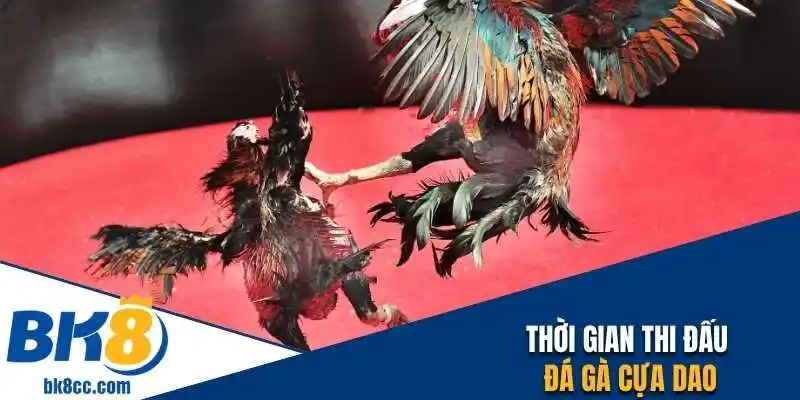 Thời gian diễn ra của trận đá gà cựa dao