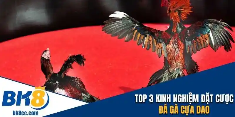 Top 3 kinh nghiệm đặt cược đá gà cựa dao